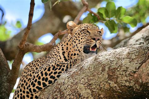 la reproducción de un leopardo.